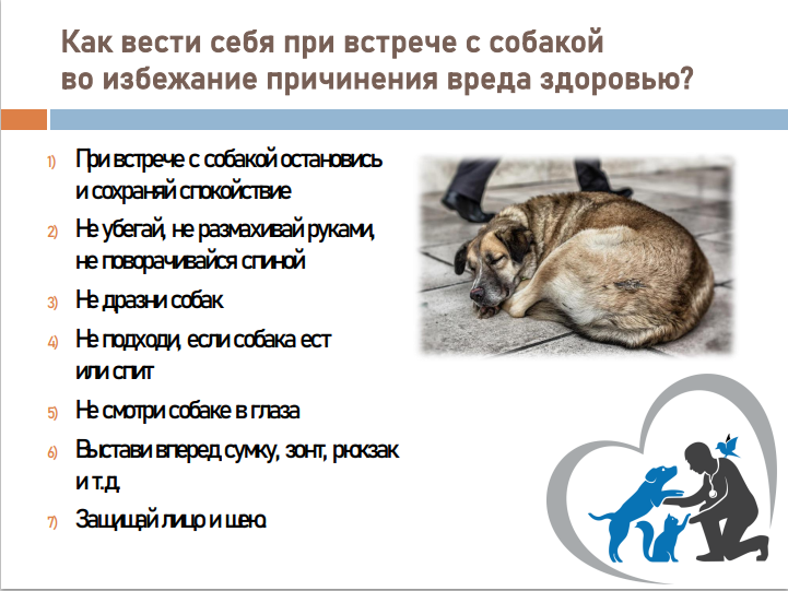 Как вести себя при встрече с собакой во избежание причинения вреда здоровью?. Как вести себя при встрече с собакой во избежание причинения вреда здоровью?.
